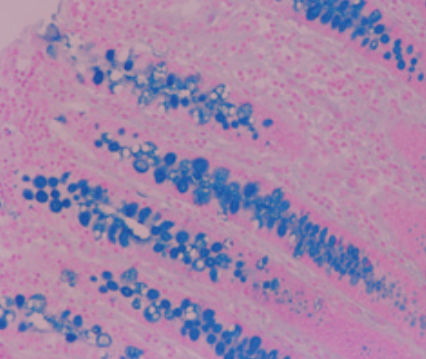 Färbelösungs-Reagenz - 04-165812 - BIO-OPTICA Milano - für die Histologie / für Zytologie
