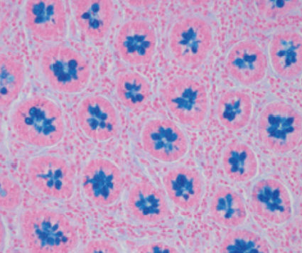 Färbelösungs-Reagenz - 04-166802 - BIO-OPTICA Milano - für die Histologie / für Zytologie