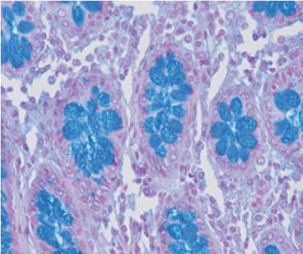 Färbelösungs-Reagenz - Alcian Blue pH 2.5 - pH 1 - BIO-OPTICA Milano - für die Histologie / für Zytologie