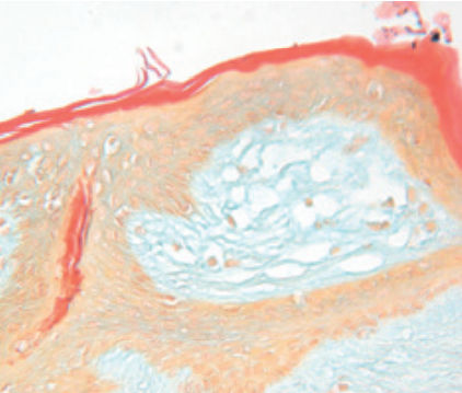 Färbelösungs-Reagenz - Dane  - BIO-OPTICA Milano - für die Histologie / für Zytologie