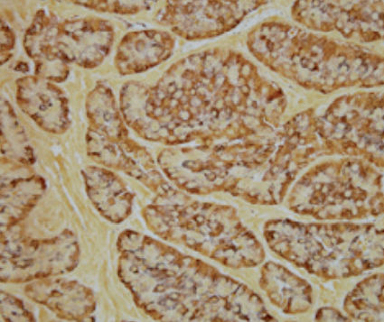 Färbelösungs-Reagenz - Grimelius   - BIO-OPTICA Milano - für die Histologie / für Zytologie