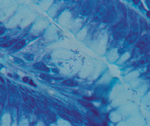 Färbelösungs-Reagenz - May Grünwald Giemsa - BIO-OPTICA Milano - für die Histologie / für Zytologie