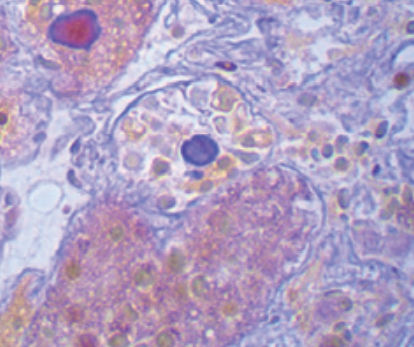 Färbelösungs-Reagenz - P.A.S. Pearse - BIO-OPTICA Milano - für die Histologie / für Zytologie