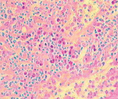 Färbelösungs-Reagenz -  04-121812 - BIO-OPTICA Milano - für die Histologie / für Zytologie