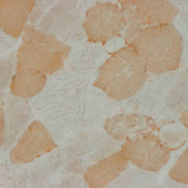 Färbelösungs-Reagenz - 30-30115LY  - BIO-OPTICA Milano - für die Histologie
