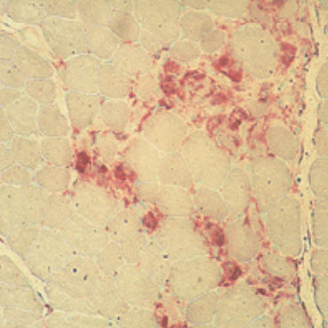 Färbelösungs-Reagenz - 30-30118LY  - BIO-OPTICA Milano - für die Histologie