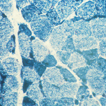 Färbelösungs-Reagenz - 30-30117LY  - BIO-OPTICA Milano - für die Histologie