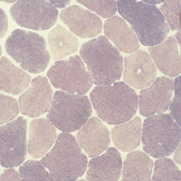 Färbelösungs-Reagenz - 30 – 30123LY - BIO-OPTICA Milano - für die Histologie