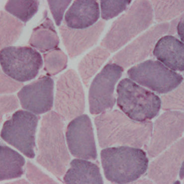 Färbelösungs-Reagenz - 30-30113LY  - BIO-OPTICA Milano - für die Histologie