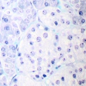 Färbelösungs-Reagenz - Gomori's paraldehyde fuchsin   - BIO-OPTICA Milano - für die Histologie / für Zytologie