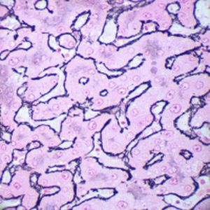 Färbelösungs-Reagenz - Gordon-Sweet   - BIO-OPTICA Milano - für Zytologie / für die Histologie