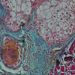 Färbelösungs-Reagenz - Masson trichrome Goldner   - BIO-OPTICA Milano - für die Histologie / für Zytologie