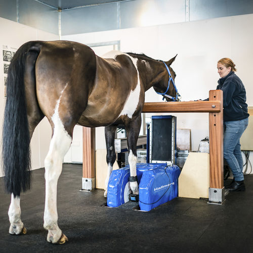 tierärztliches MRT-System - Hallmarq Veterinary Imaging