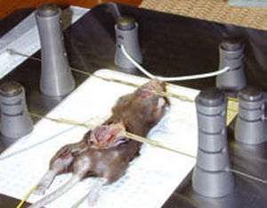 Positionierungssystem für Tierchirurgie - ACD-015 - Bioseb