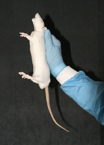 Anatomisches Modell / Nagetiere - BIO-RAT - Bioseb - Ganzkörper / für die Tierforschung / Ausbildung