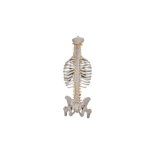 Anatomisches Modell / Wirbel - 600-A series - Epimed - Ausbildung / gelb / weiß