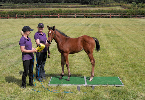 Elektronische Veterinärwaage - Goodwood - Horse Weigh - für Pferde / Plattform / Kabelfernanzeige