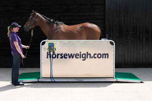 Elektronische Veterinärwaage - Olympic - Horse Weigh - für Pferde / Plattform / Kabelfernanzeige