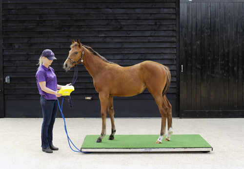 Elektronische Veterinärwaage - Ludlow - Horse Weigh - für Pferde / Plattform / Kabelfernanzeige
