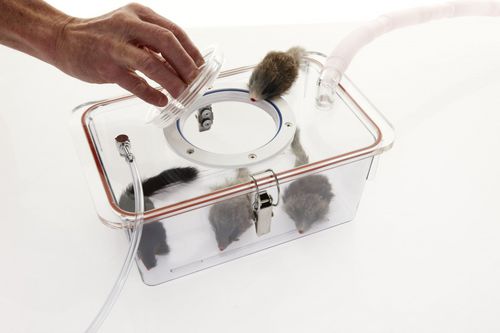Inhalationskammer für Patienten-Beatmungsschlauchsystem - Darvall  - Advanced Anesthesia Specialists - für Veterinärmedizin