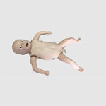 gastrisches Anatomisches Modell