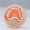 Anatomisches Modell / ZahnfleischIvotion&reg;Ivoclar Vivadent