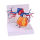 Anatomisches Modell / Herz / Arterie / Mitralklappen