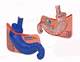 anatomisches Magenmodell / Zwölffingerdarm / Speiseröhre / für Gastroenterologie