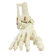 Anatomisches Modell / Knochen / Tibia / Fibula / Fuß