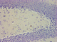 Reagenzkit / Hämatoxylin nach Mayer / für Forschungszwecke / für die Histologie / Essigsäure