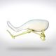 Anatomisches Modell / untere Extremitäten / Knochen / Becken / Patella