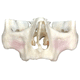 Anatomisches Modell / Dental / für Implantologie / Ausbildung / Kit
