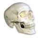 Anatomisches Modell / Knochen / Schädel / Nebenhöhle / für Zahnchirurgie