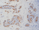 Reagenz / als Lösung / Immunohistochimie / Tumormarker / aus Mäusen gewonnen