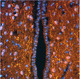 IgG-Reagenz / für wissenschaftliche Forschung / Immunohistochimie / für Immunofluoreszenz