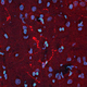Reagenz für Beta-Endorphin / polyklonaler Antikörper / IgG / für wissenschaftliche Forschung