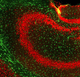 IgG-Reagenz / für wissenschaftliche Forschung / für Western Blot / Immunohistochimie