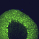 IgG-Reagenz / für wissenschaftliche Forschung / für Western Blot / Immunohistochimie