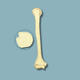 Anatomisches Modell / Humerus / Chirurgie / Ausbildung / Traumazustände