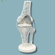 Anatomisches Modell / Knie / Tibia / Oberschenkelknochen / für Vorführzwecke