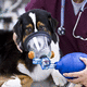 Veterinär-Maske / Sauerstoff / für künstliche Beatmung / für Katzen / für Mäuse