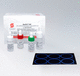 Immunoassay-Testkit / Syphilis / Serologie / Rheumafaktor