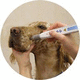 Veterinärlaser für tierärztliche Photostimulation / für Veterinärakupunktur / Dioden / Tischgerät