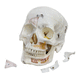 Anatomisches Modell / Zahn / Knochen / Schädel / Unterkiefer