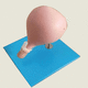 Anatomisches Modell / HWS / Gebärmutterhals / vaginal / Ausbildung