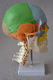 Anatomisches Modell / Schädel / Halswirbelsäule / Arterie / Rückenmark