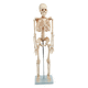anatomisches Skelettmodell / für die Ausbildung / weiß / mit Gelenk