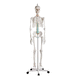 Anatomisches Modell / Skelett / Kiefer / Gelenk / Knie