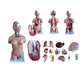 Anatomisches Modell / Brust / Rumpf / für die Ausbildung / mit Muskulatur