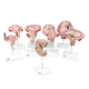 Anatomisches Modell / Gebärmutter / für die Ausbildung / Schwangerschaft